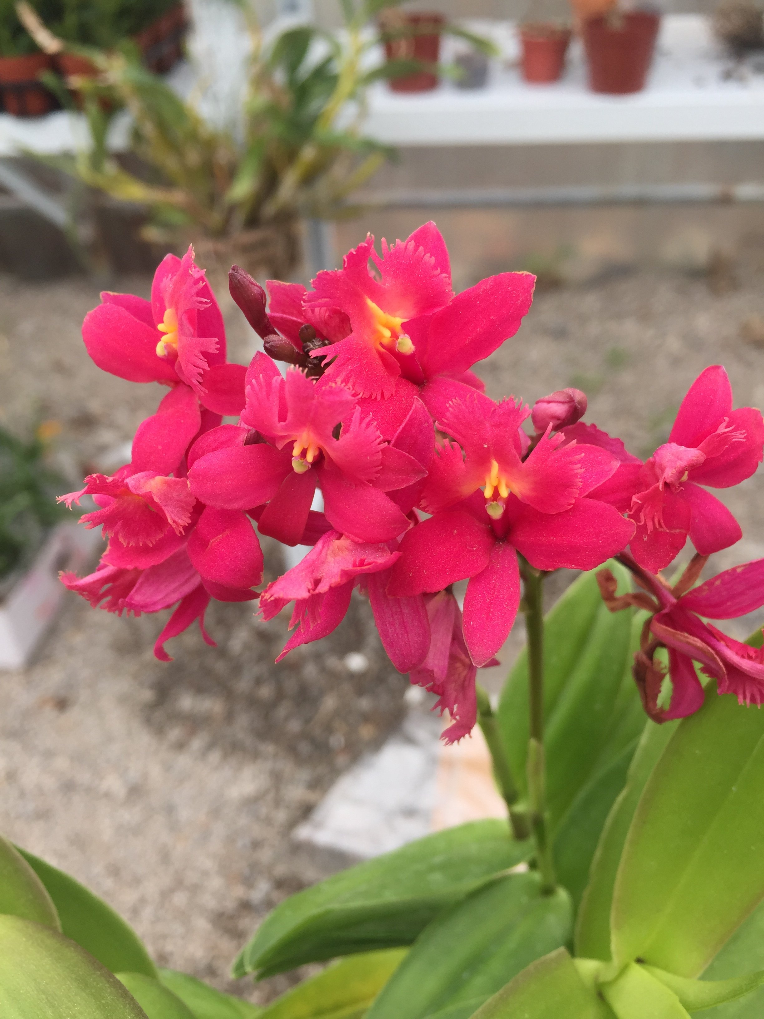 兰花洋兰树兰芳香发芽率红色带花时令草本花卉