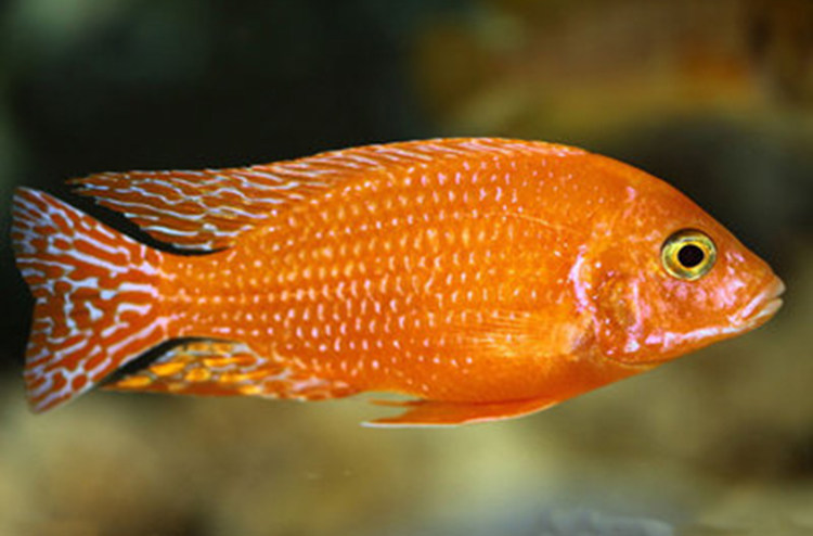 水族观赏鱼活体三湖慈鲷热带非洲王子淡水火焰鱼