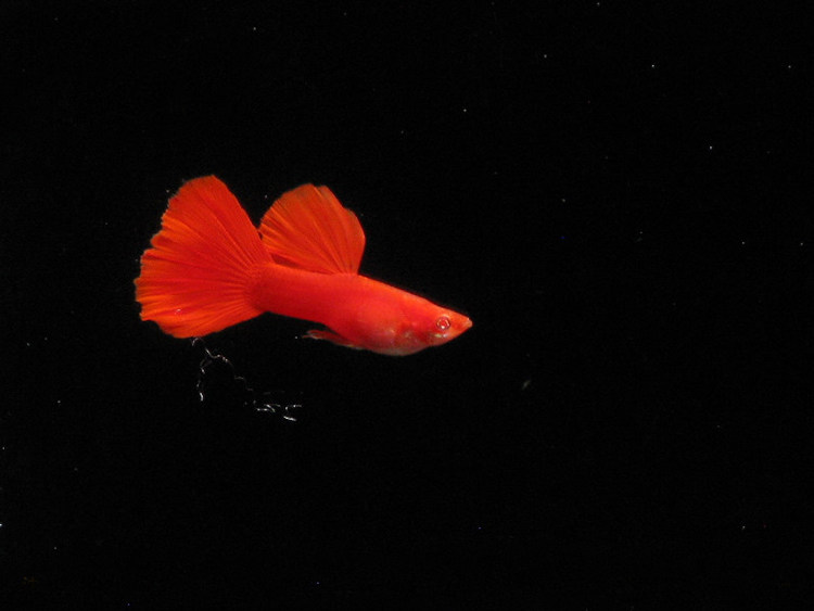 孔雀鱼活体血红白子纯种鱼凤尾热带小型观赏淡水鱼草缸群游鱼包邮