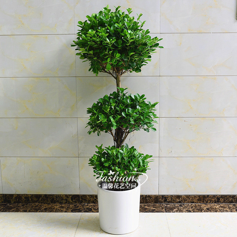 三层金钱盆栽室内客厅大型榕树摇钱树植物开业大型绿植