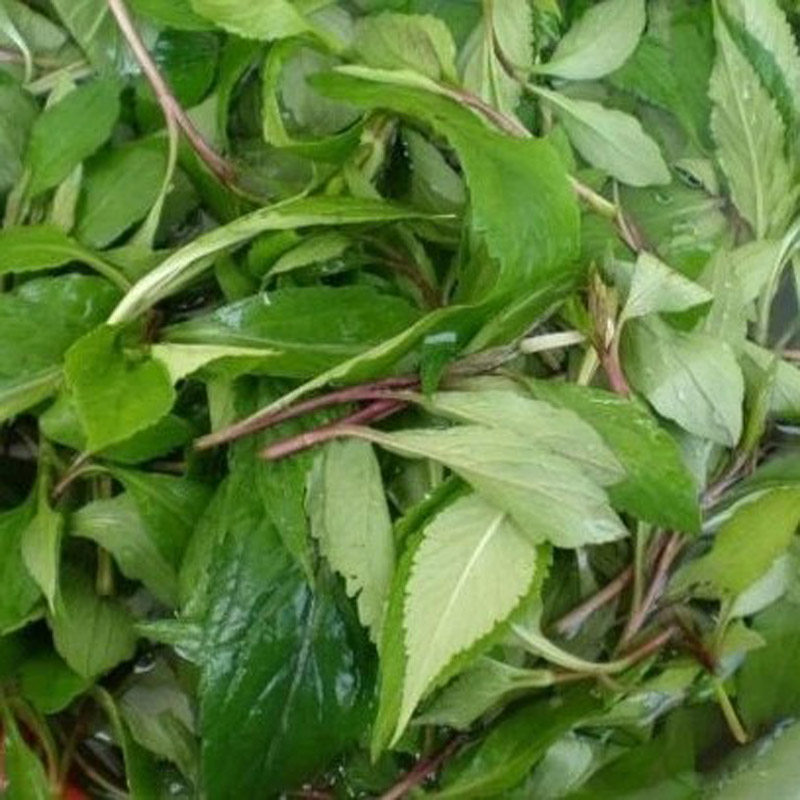 2019年永春特产苦菜农家野生苦斋婆干酱草煲汤清凉闽南农家传统