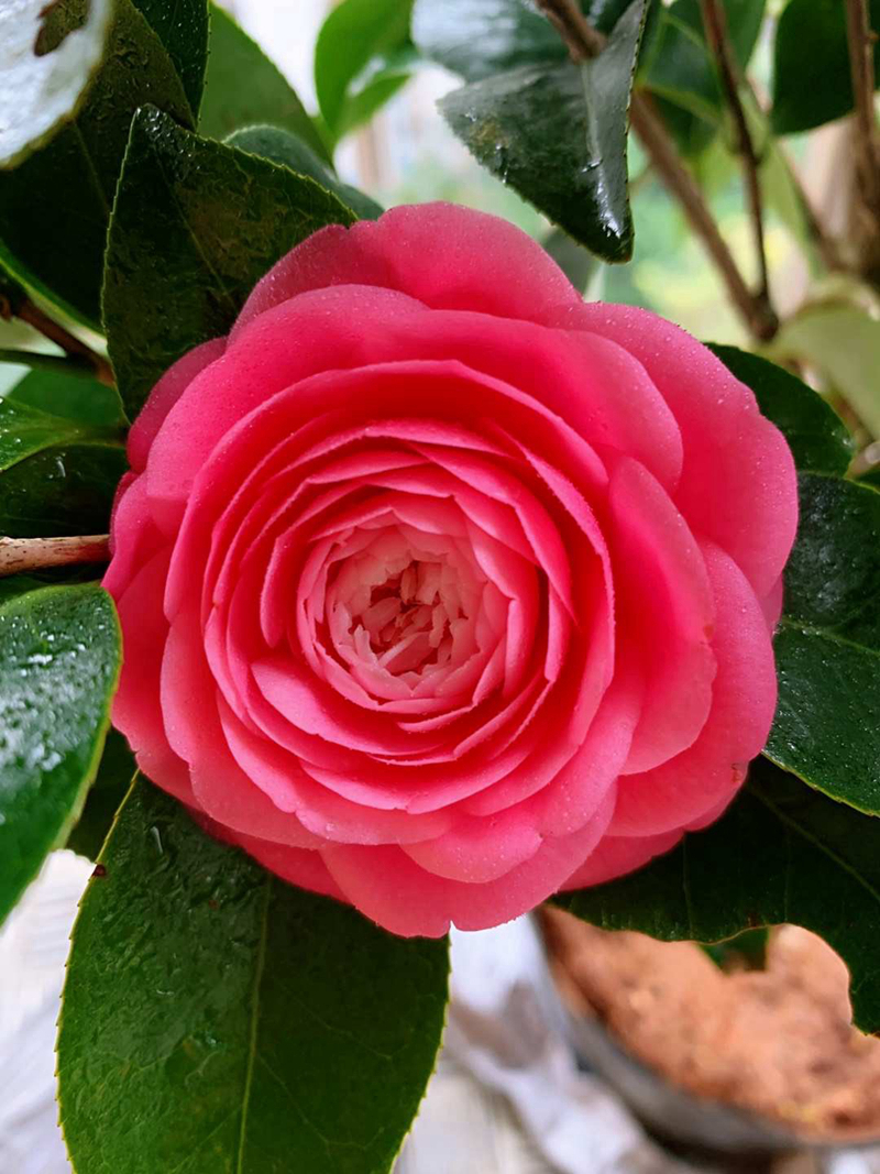 盆栽红玉山茶花精选年宵当年开花室内绿植花卉花卉