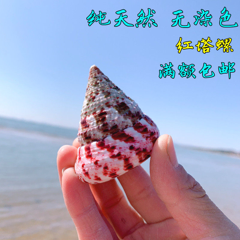 红塔宝塔螺绿嵘螺天然海螺贝壳鱼缸装饰品水族箱海螺