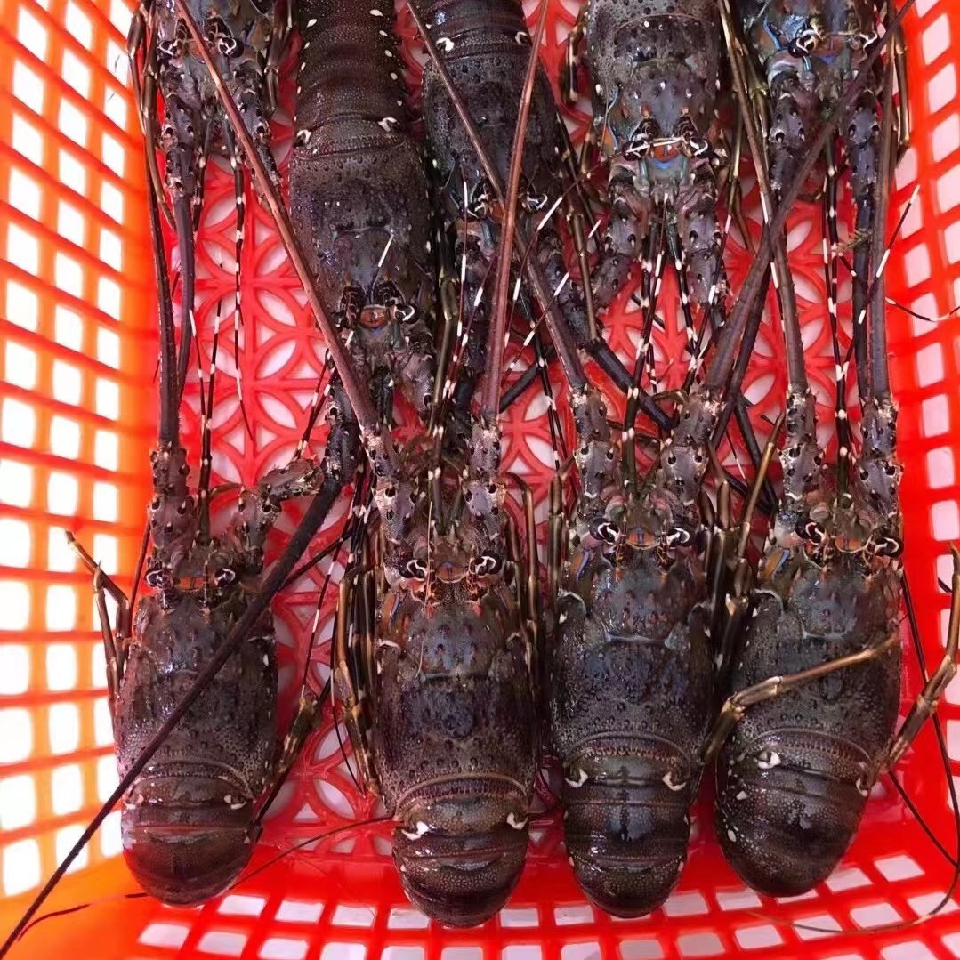 龙虾小青小青龙新鲜冷冻青龙海鲜澳洲鲜活速冻其它