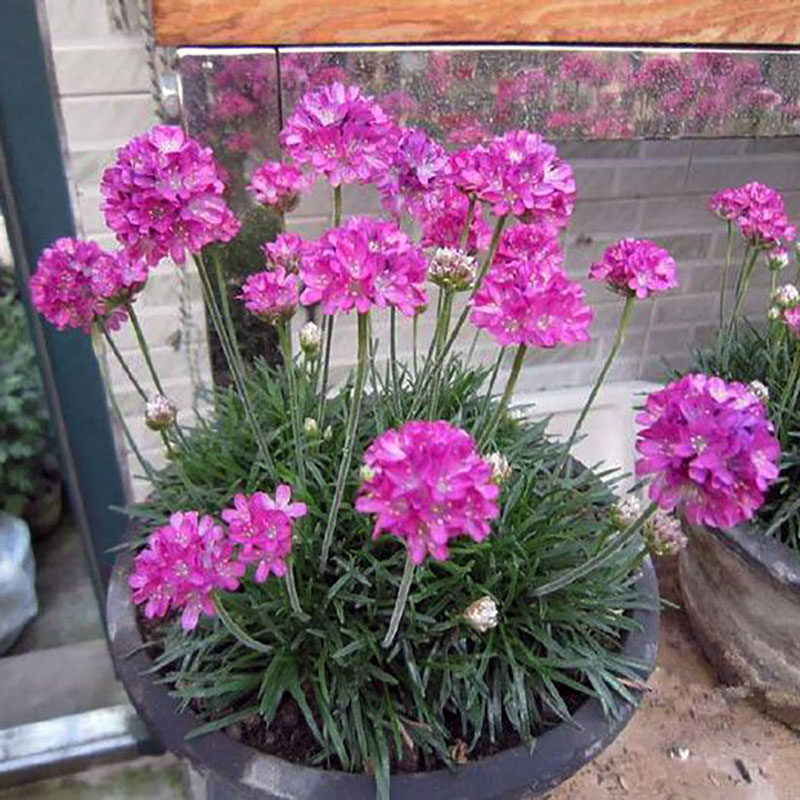 石竹重瓣种籽阳台易种易室内花卉夏季散装种子家庭园艺种子