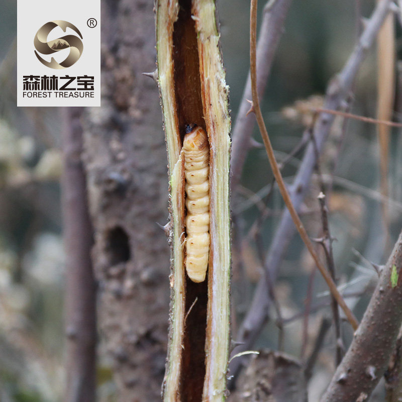 森林5条子午虫子黄郎刺蛀虫踏云之宝鸟雀米虫传统滋补品其他
