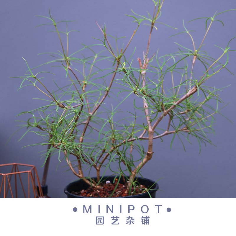minipot园艺柳叶麒麟绿色桌面植物养眼多肉植物