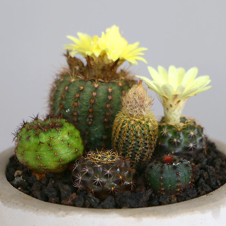 士童minipot艳肌黄金之子紫云蜈蚣丸实生集合仙人多肉植物