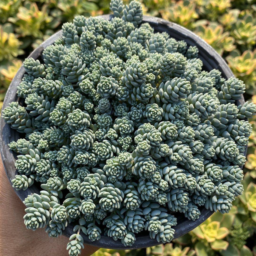 旋叶姬星美人群生易爆盆超大包邮多植物含盆多肉植物