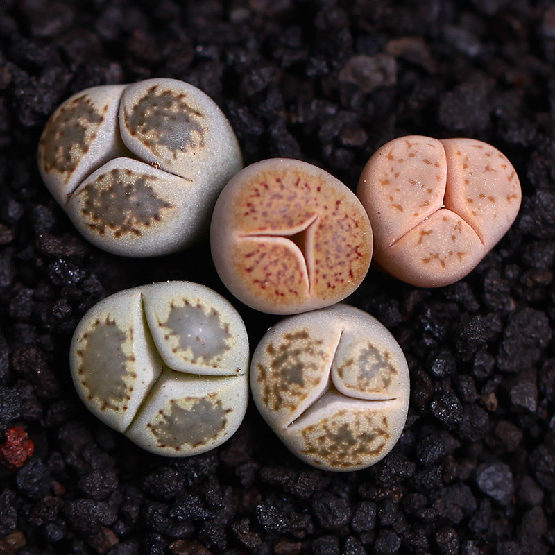 编号生石花组合屁股花【 岛田菊文章】 碧光环 紫勋 肉锥蝴蝶勋章