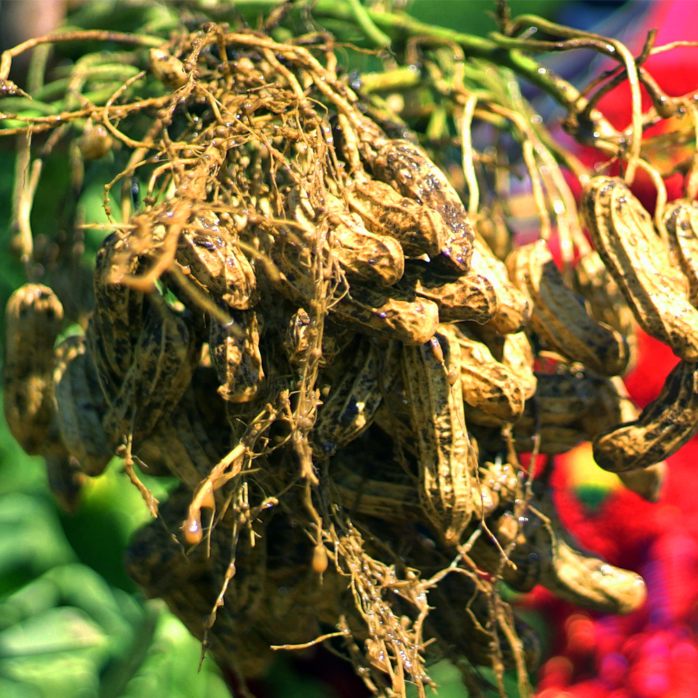 花生新货云南水果农家自产去皮七彩野地原味花生