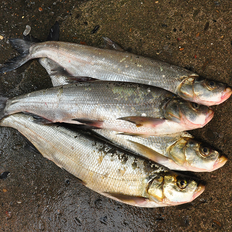 翘嘴淡水鱼新鲜鱼鲜鱼白翘壳大白刁刁子鱼顺丰500g淡水鱼类