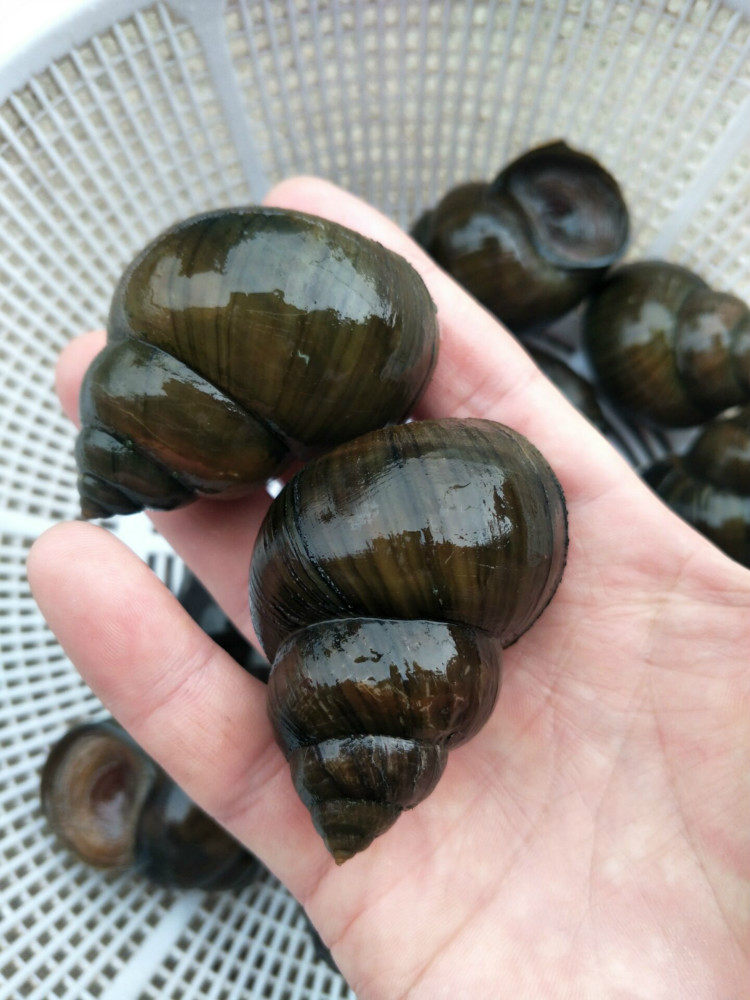 田螺活体清水大田鲜活新鲜脆螺肉超大号体大泥螺