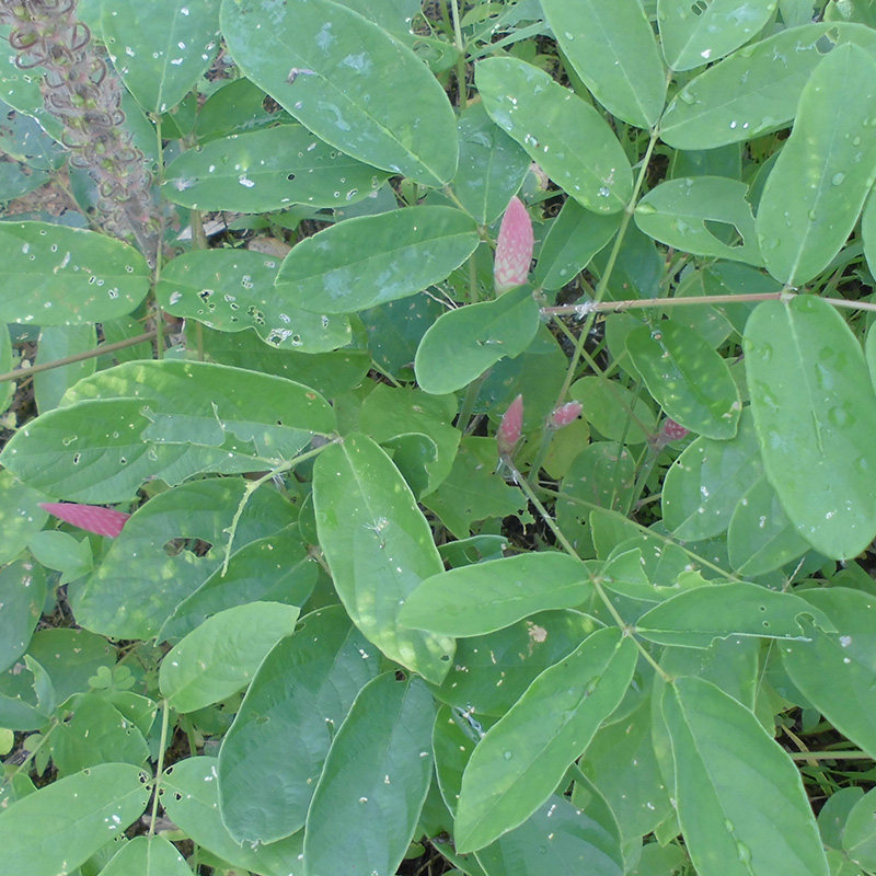 农家石参根野生广东煲汤料梅州土特产虎尾轮草药中药材炖汤料补益