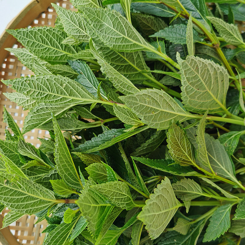 深山溪黄草益肝茶药材肝火凉茶中草药养生祛湿其他药食同源食品