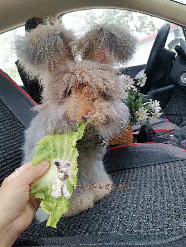 兔子安哥拉兔活体巨兔网红巨型长毛长毛兔活物大型兔