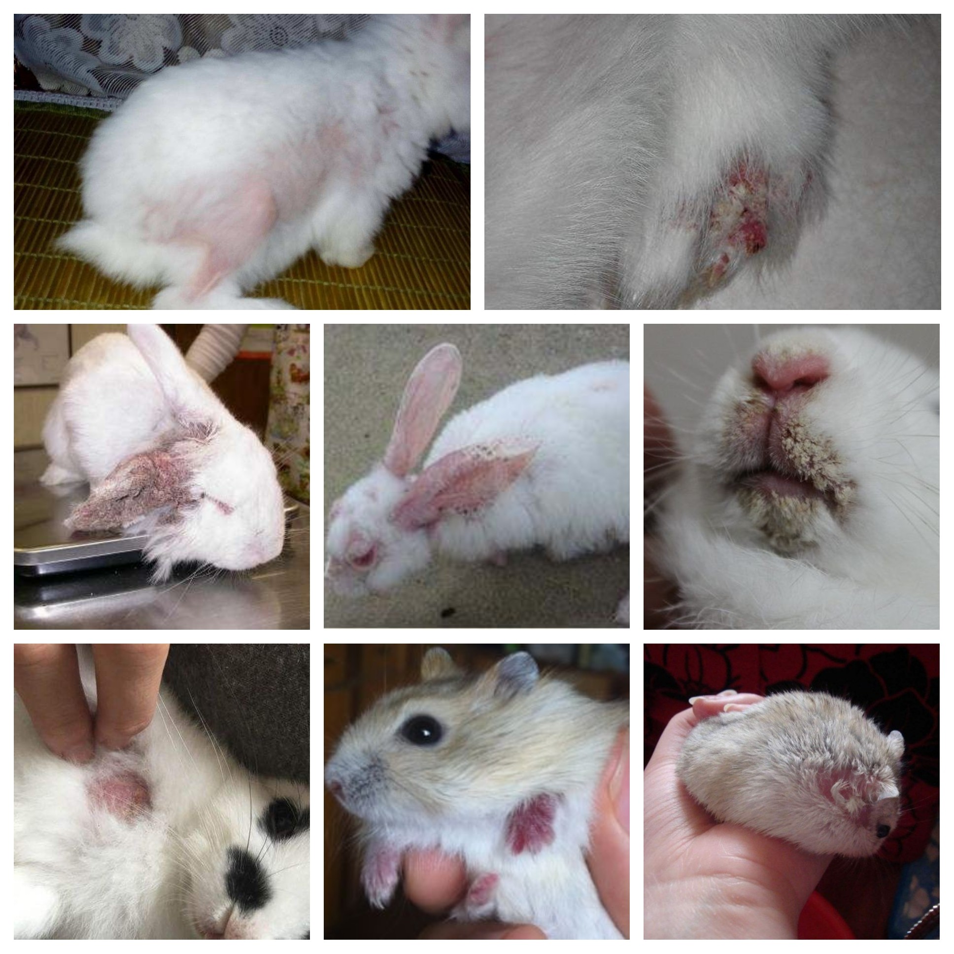 兔子疥螨真菌皮肤病龙猫仓鼠皮炎结痂掉毛跳蚤兔兔保健品