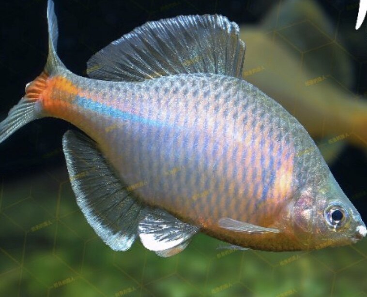 原生白边鳑冷水淡鱼四季常青树品种鱼