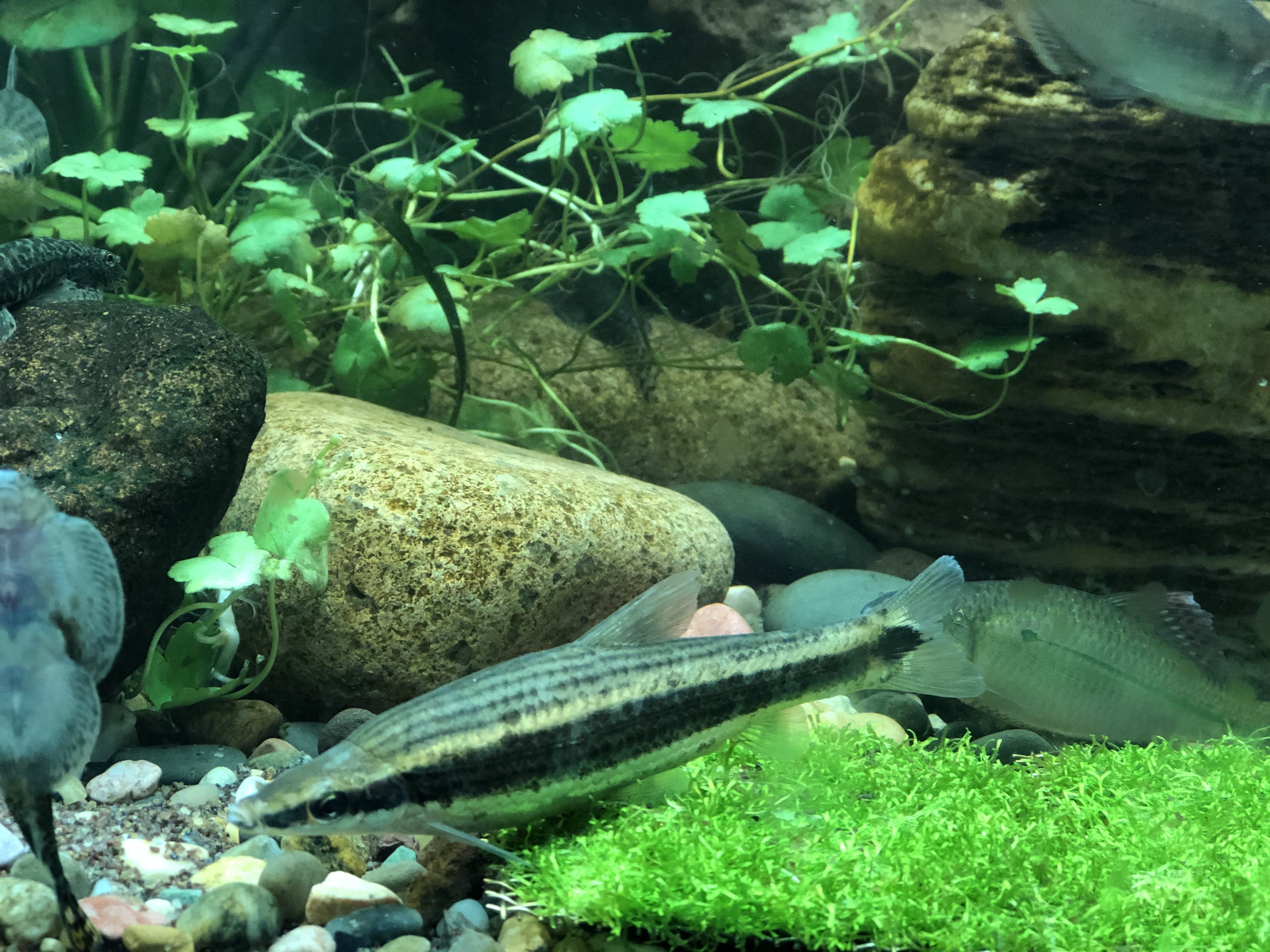 长麦麦穗墨笔原生观赏鱼冷水鱼溪流国产铅笔鱼