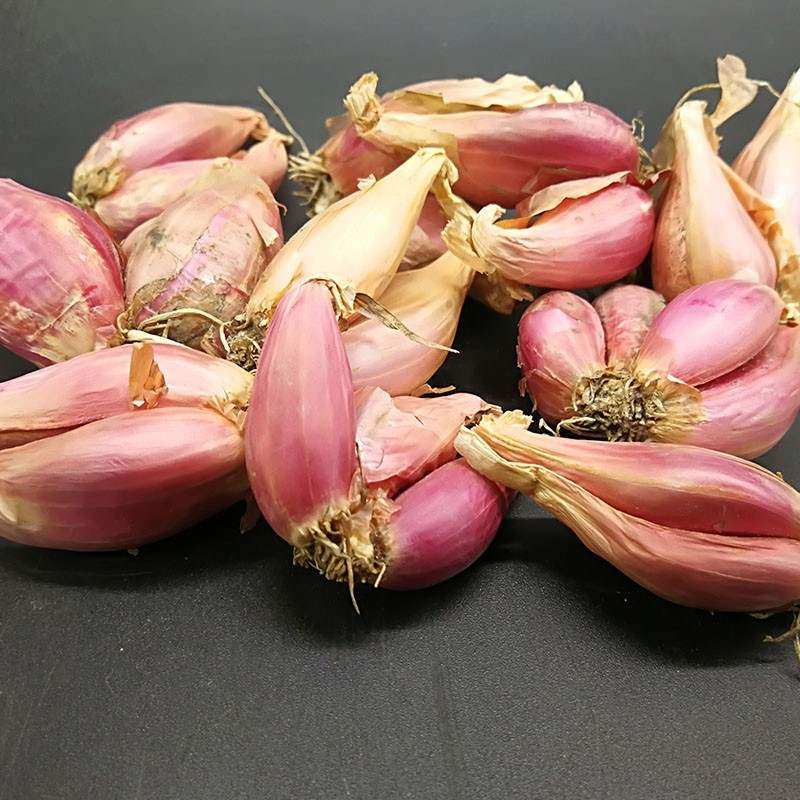 红葱头葱种子红根小香葱种子四季盆栽蔬菜种孑籽苗小葱种籽2斤装