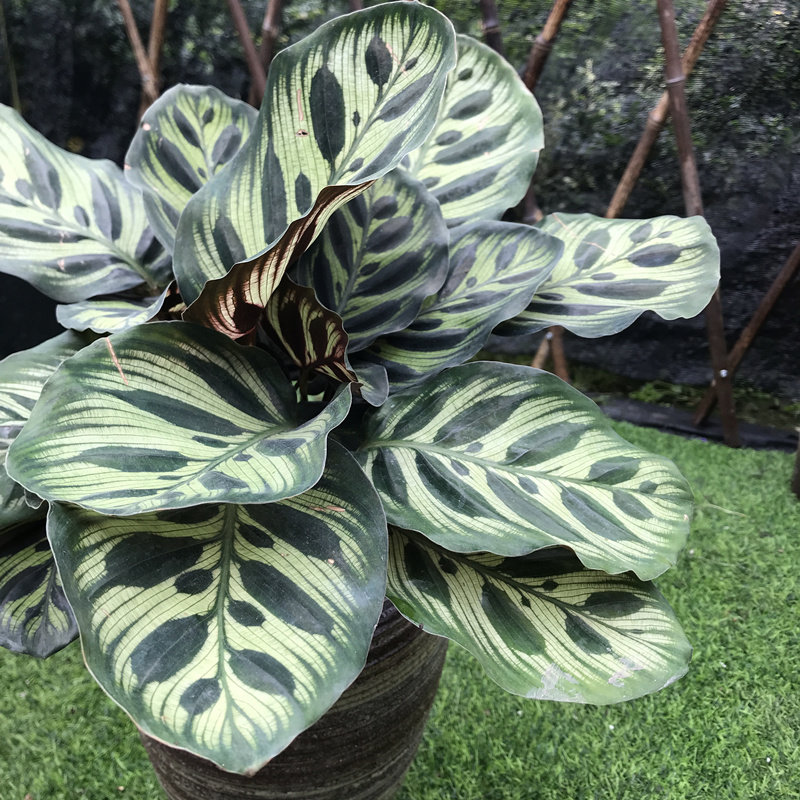 孔雀叶子2盆热好耐热净化空气很美盆栽竹芋绿植绿植