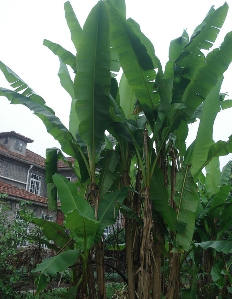 树苗芭蕉芭蕉树绿天扇仙甘蕉芭庭院绿化多年生室内外观叶