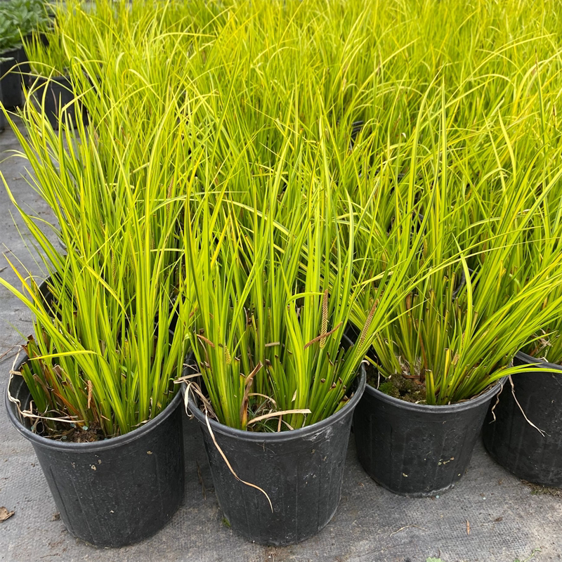 菖蒲金叶庭院好养包常绿绿植花镜耐热阳台石菖蒲绿植