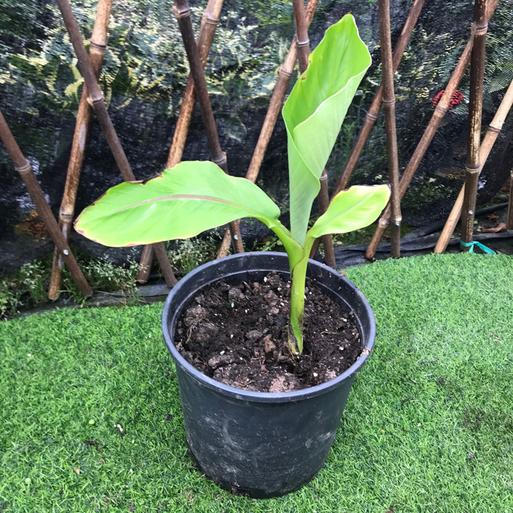 树苗芭蕉芭蕉树绿天扇仙甘蕉芭庭院绿化多年生室内外观叶