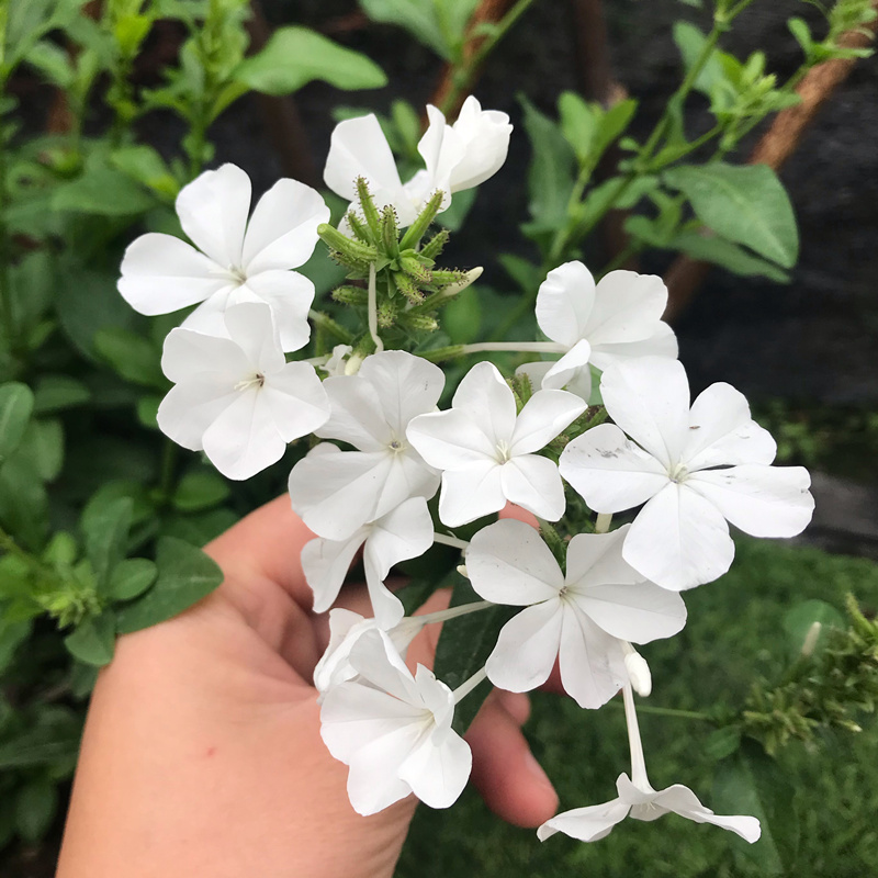 白雪花爬藤2盆耐热久耐花期多年生植物花卉阳台时令草本花卉