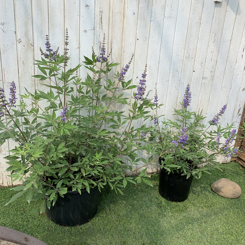 穗花牡荆盆栽树状薰衣草庭院阳台花镜种植耐热花期久多年生包邮