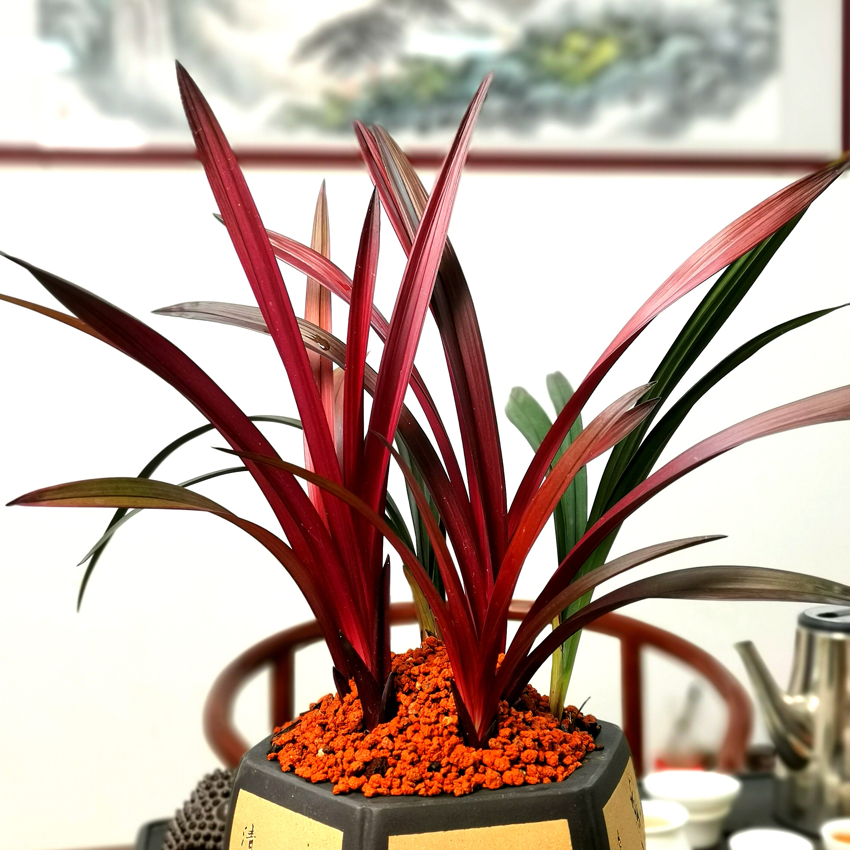 建兰品红草红室内夏季开花浓香香型兰草草叶时令草本花卉