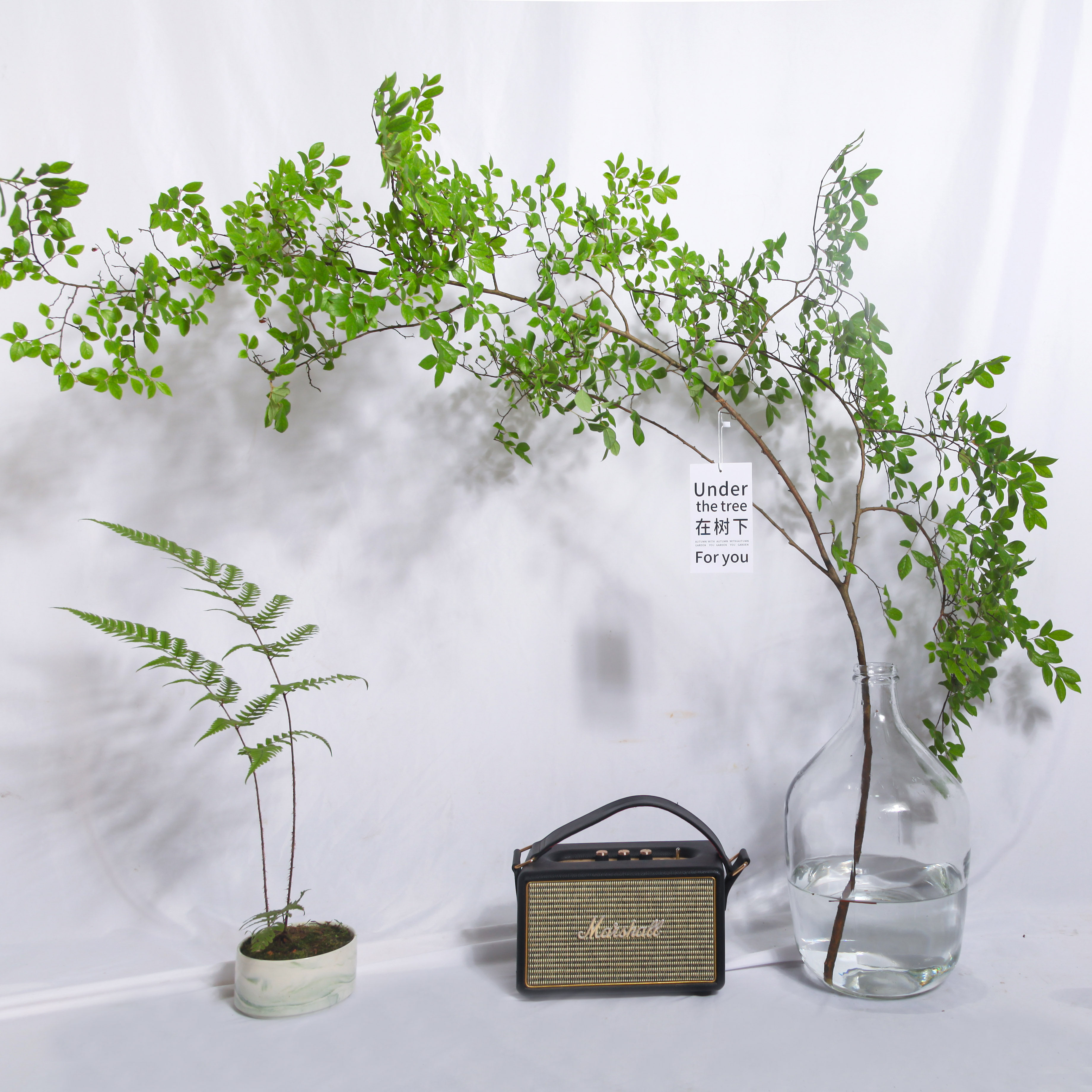 art檵木枝鲜切绿植水养水培植物超长周期日本绿植