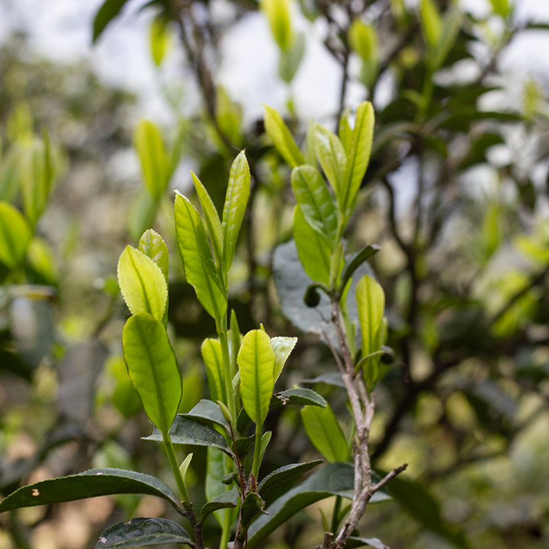 绿茶南川云雾茶叶油茶自采农家高山庆元本地其它绿茶