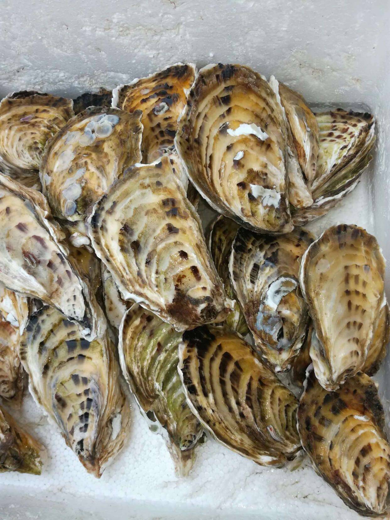 鲜活生蚝之鲜海鲜新鲜牡蛎野生带壳生烧烤生蚝
