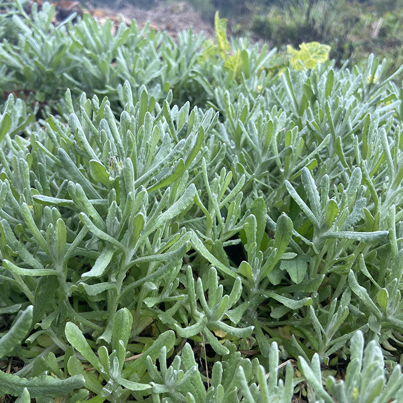 草苗清明鼠曲种子果苗鼠麴做粑黄花菜现家庭园艺种子