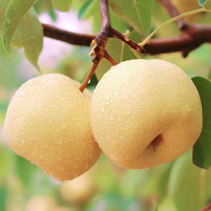 正宗宗山西贡梨脆多汁无渣山西特产应季新鲜梨