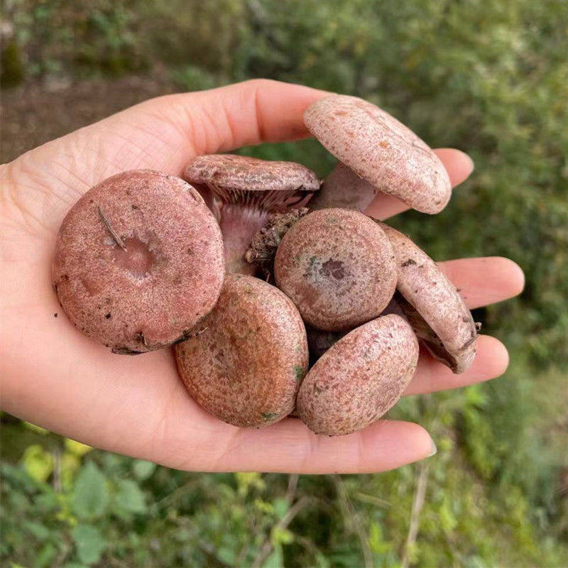 枞菌2022黄菌乌随机发枞菌寒野生菌乌蘑菇雁鹅新鲜松茸