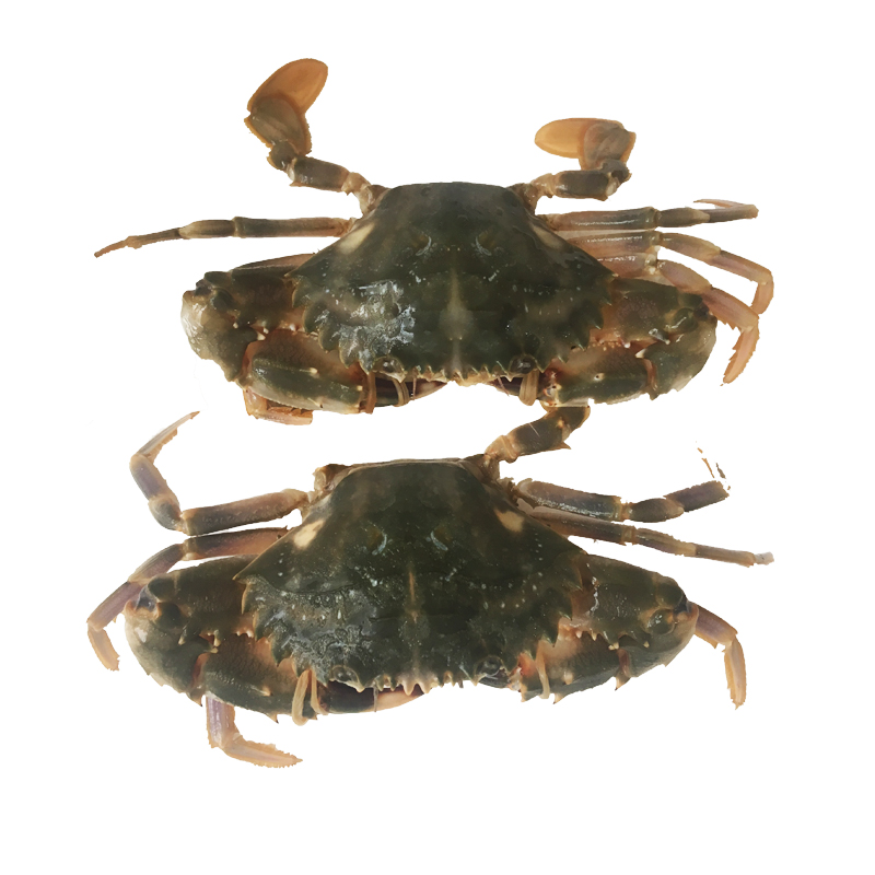 鲜活大石花盖蟹花海蟹新鲜野生赤甲红青海鲜青蟹