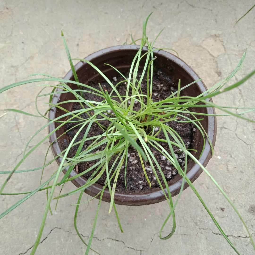 红花重瓣海石竹常绿多年生植株浓绿叶片密集似草坪玫红色花朵