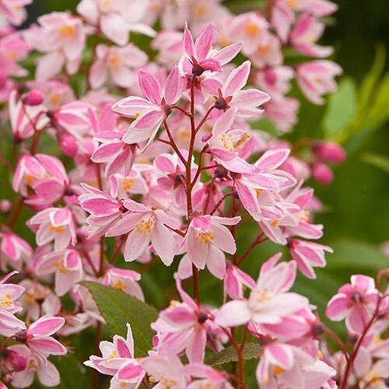 夏樱花芬芳花生矮开微型养护易养护成堆香气花开时令草本花卉