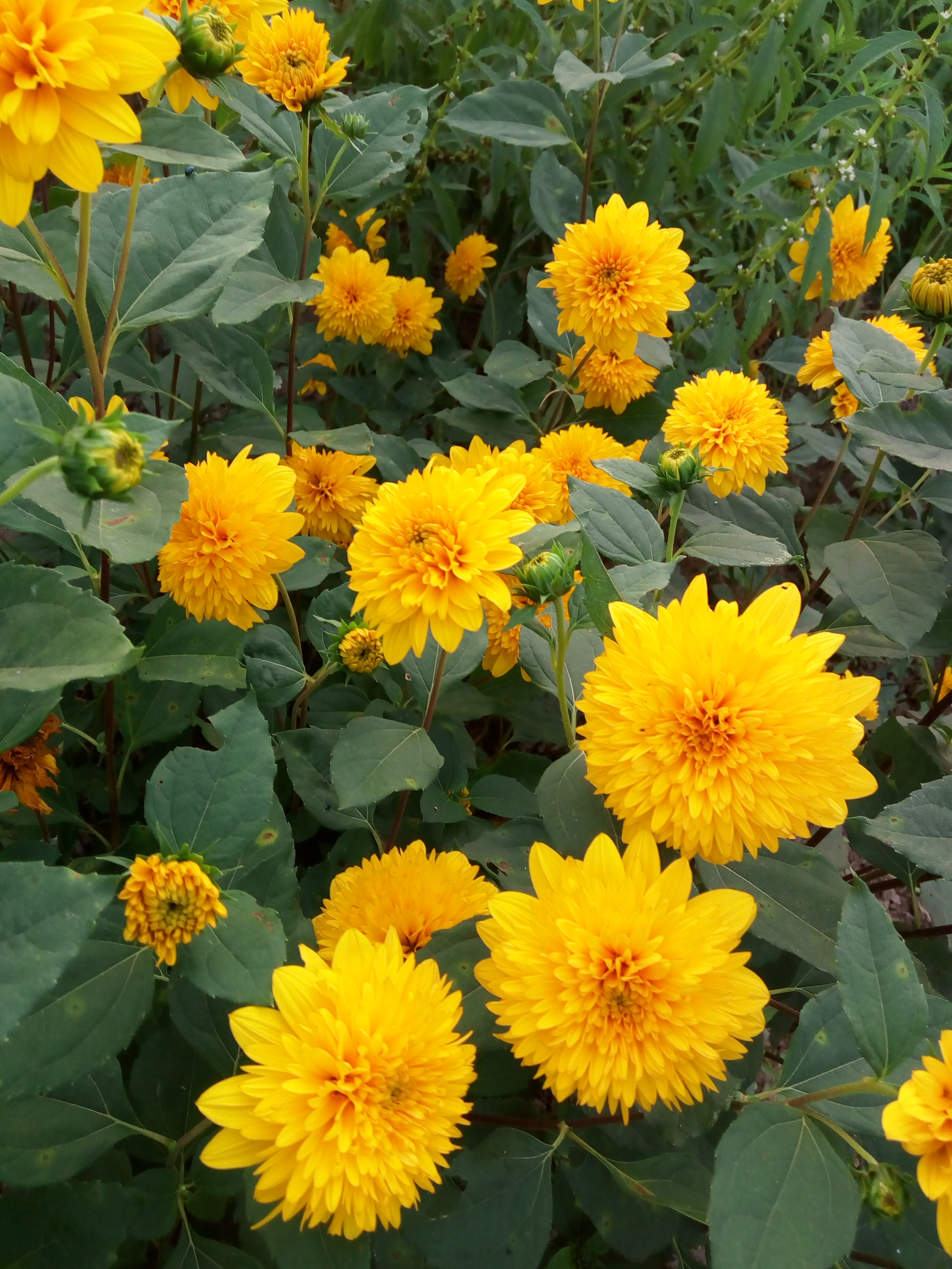 北京花园园艺美丽宿根向日葵盆栽花期10月天天时令草本花卉