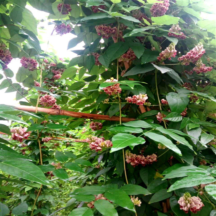 北京花园园艺香地栗种球花开一串串如红色紫藤地栽盆栽皆可