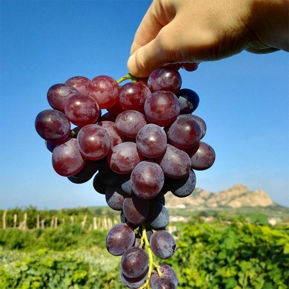 葡萄正宗顺丰孕妇水果新鲜昌黎季新鲜沟应无籽葡萄