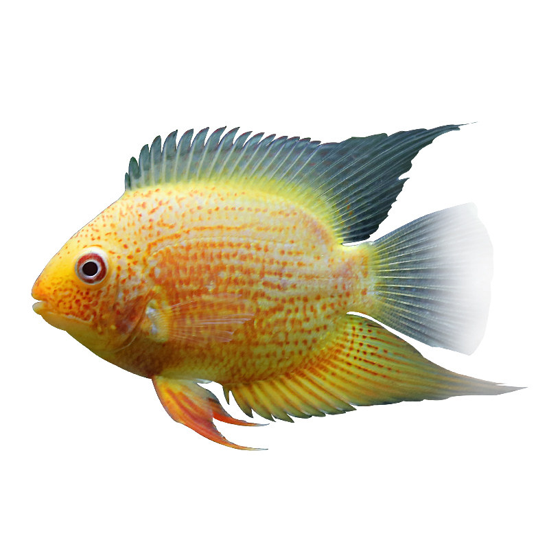 菠萝鱼喷点大型热带观赏鱼宠物淡水鱼龙鱼配鱼冲钻鱼