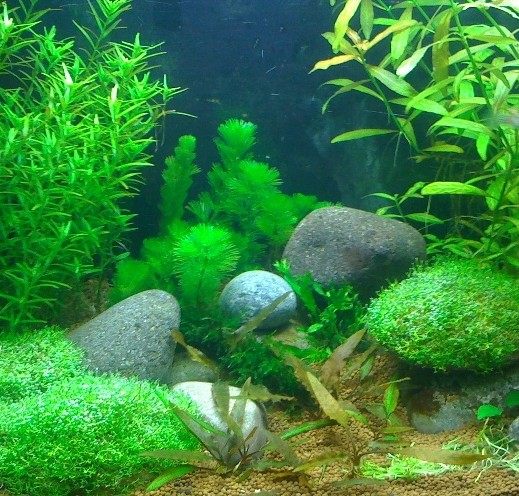 水草松尾绿菊6根每组中后后景植物鱼缸不用水草