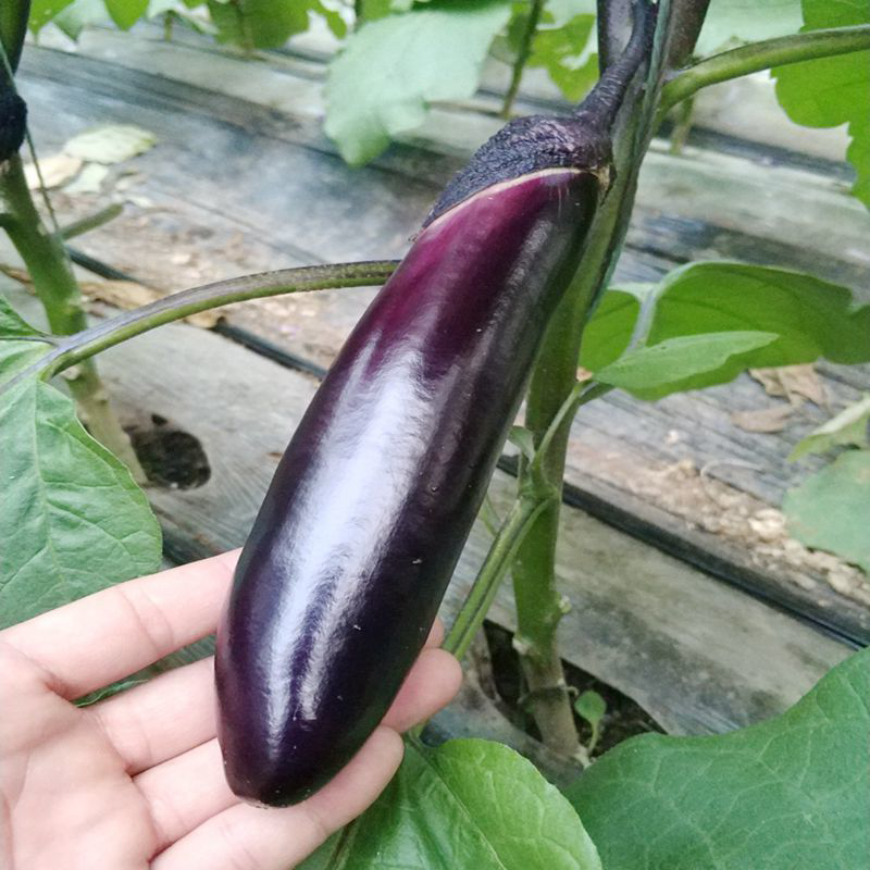 茄子重庆四川农家自种新鲜紫黑长线现摘当季茄子