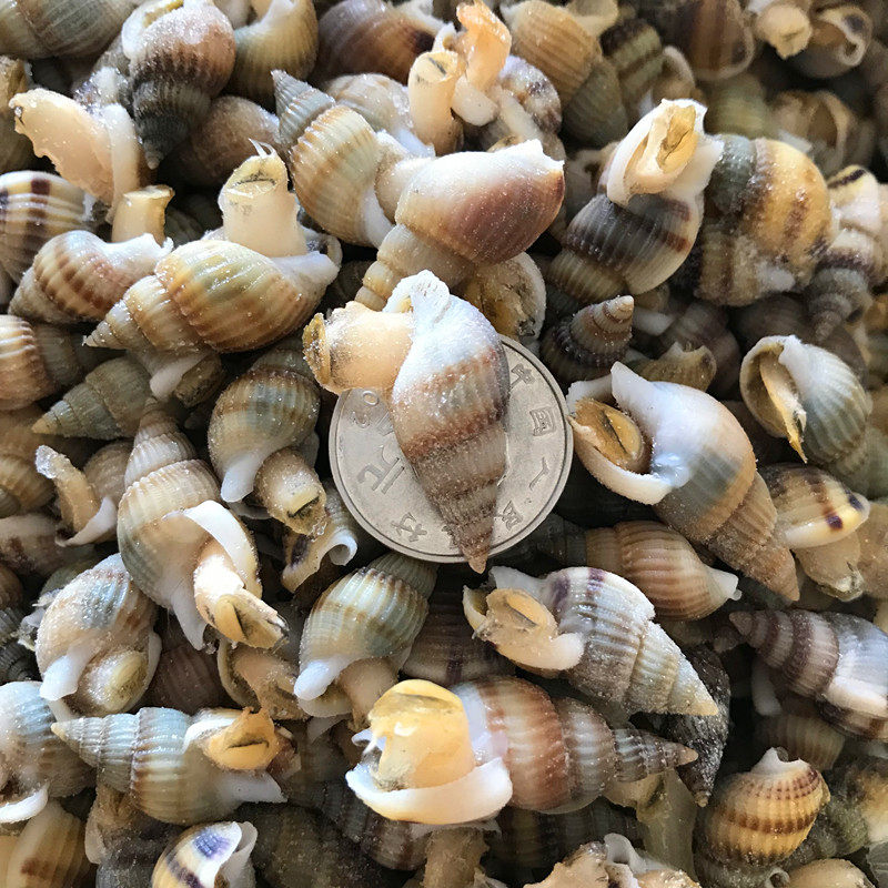 丹东特产鲜活海螺丝海锥海瓜子原料海半熟一份3斤贝类制品