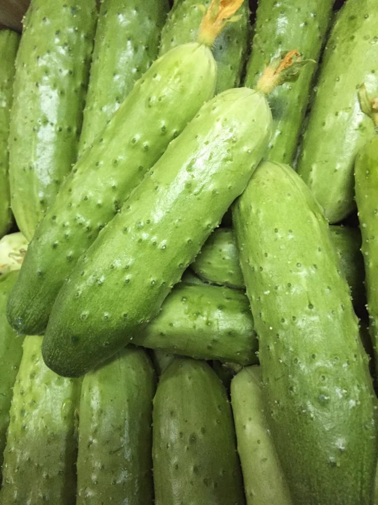东北新鲜旱黄瓜 无农药新鲜秋黄瓜清香可口东北小黄瓜 5斤装