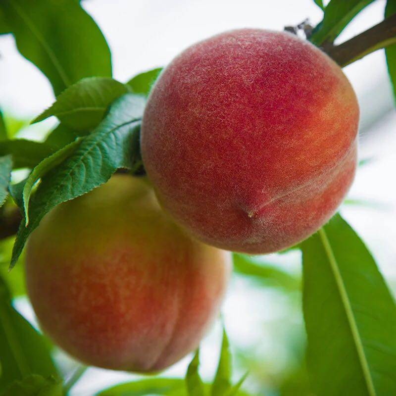 分享吧 - 优惠券 美食 东北桃子久保桃水蜜桃九宝桃