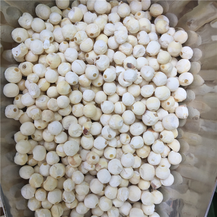 白芡实超大新鲜芡实干货苏州农家自产苏芡鸡头芡实